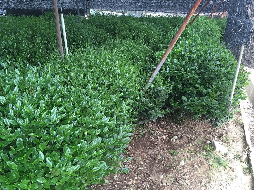 ���C�u���b�N��\���N�L�O